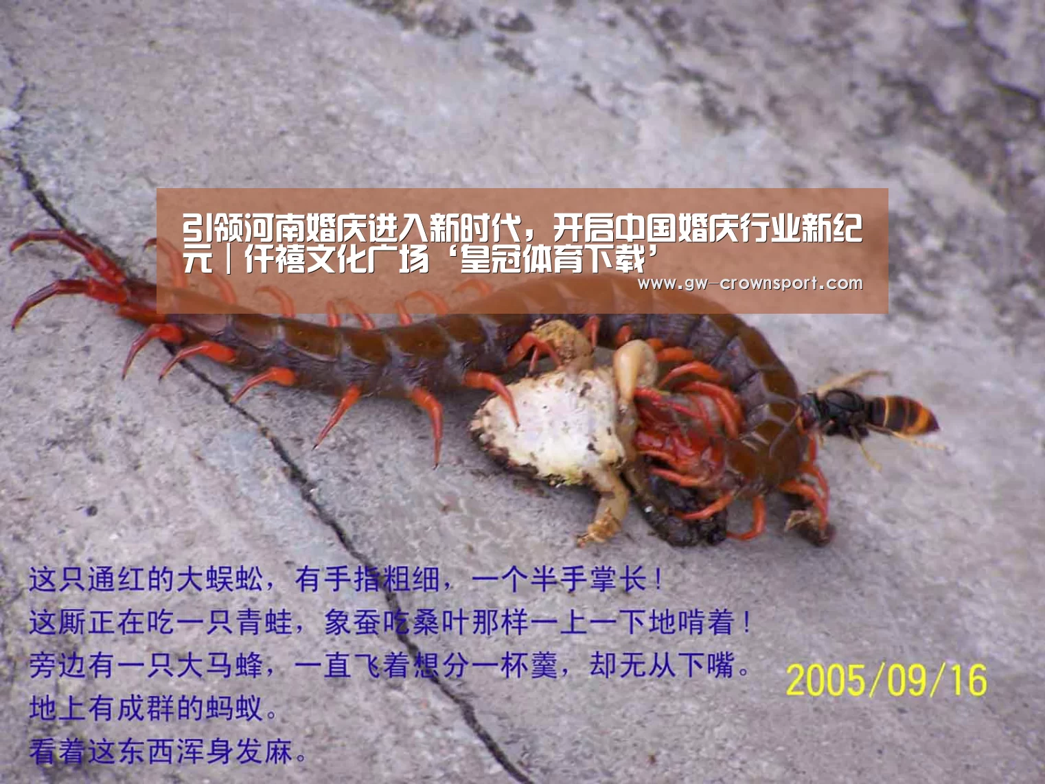 引领河南婚庆进入新时代,开启中国婚庆行业新纪元|仟禧文化广场‘皇冠体育下载’(图1) 皇冠体育下载